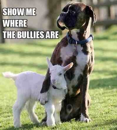 bullies.jpg