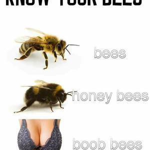 Bees.png