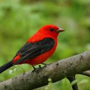 Scarlet tanager.jpg