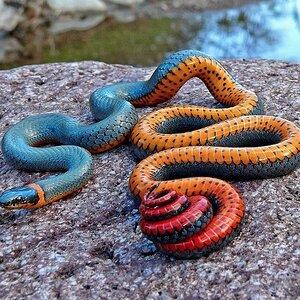 ygj15-ring-snake-colorful.jpg