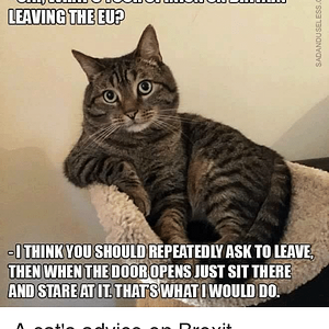 cat-whats-your-opinion-on-britain-leaving-the-eu-think-6163160.png
