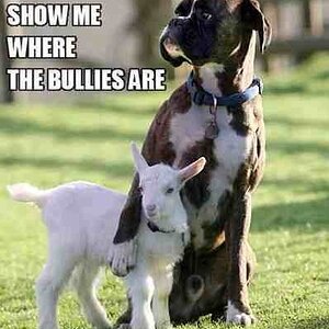 bullies.jpg