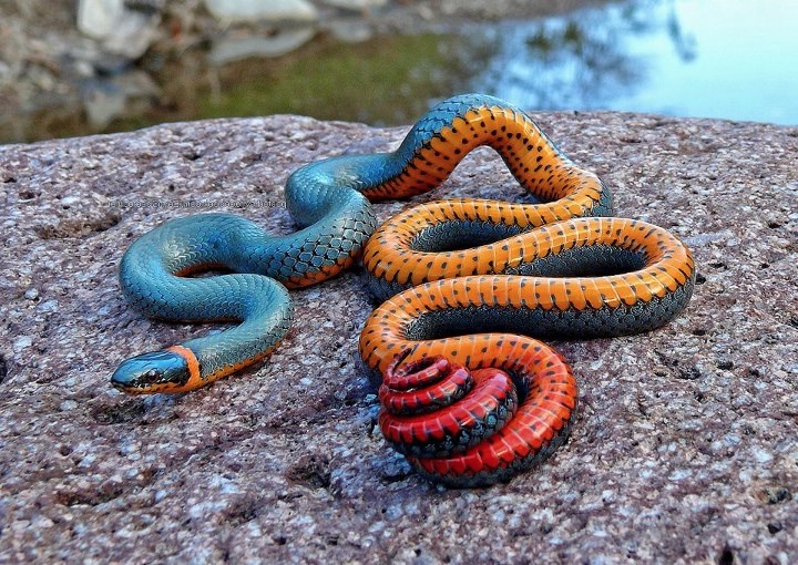 ygj15-ring-snake-colorful.jpg